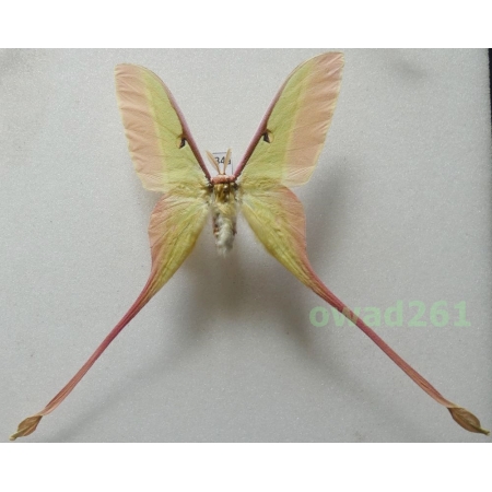 Actias dubernardi (Oberthür, 1897) male ex. ovo China 74mm34a